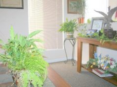 Houseplants Help Decrease Indoor Air Pollution