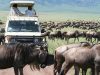 Wildlife Safaris: Where to Go