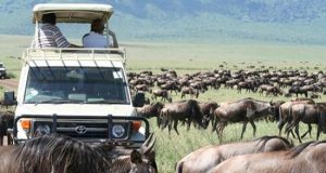 Wildlife Safaris: Where to Go
