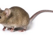 The Development of Transgenic Mice