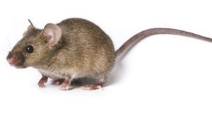 The Development of Transgenic Mice
