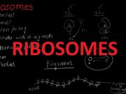 Functions and Structure of Ribosomes