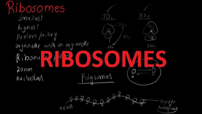 Functions and Structure of Ribosomes