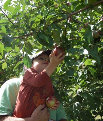 Route 11: Maine's Road To Apple Picking