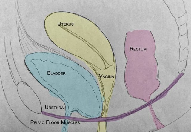 Guide to Understanding Uterine Prolapse