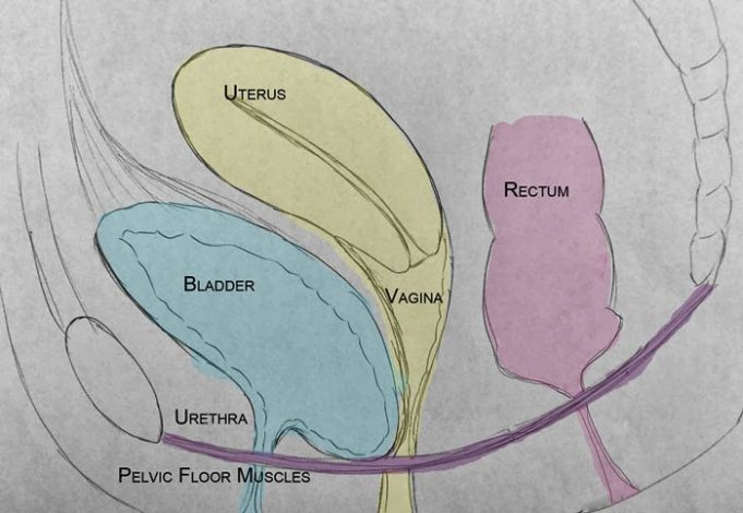 Guide to Understanding Uterine Prolapse