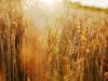 wheat germ benefits