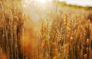 wheat germ benefits