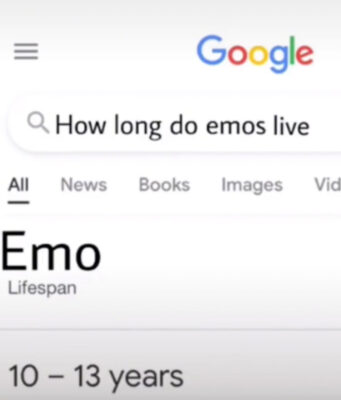 How Long Do Emos Live?
