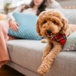 Mini Goldendoodles: Worth Buying - Tech PreviewMini Goldendoodles: Worth Buying - Tech Preview