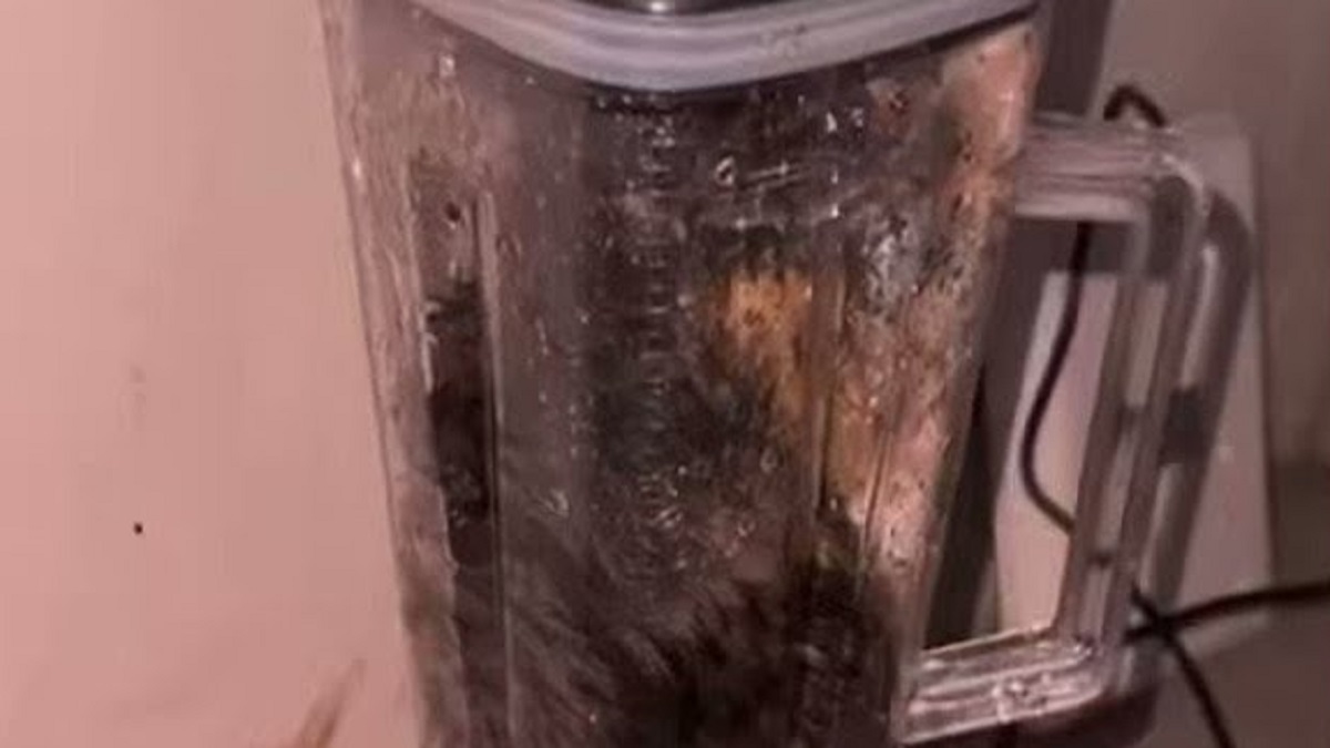 VIRAL Cat In Blender Video Twitter Tech Preview