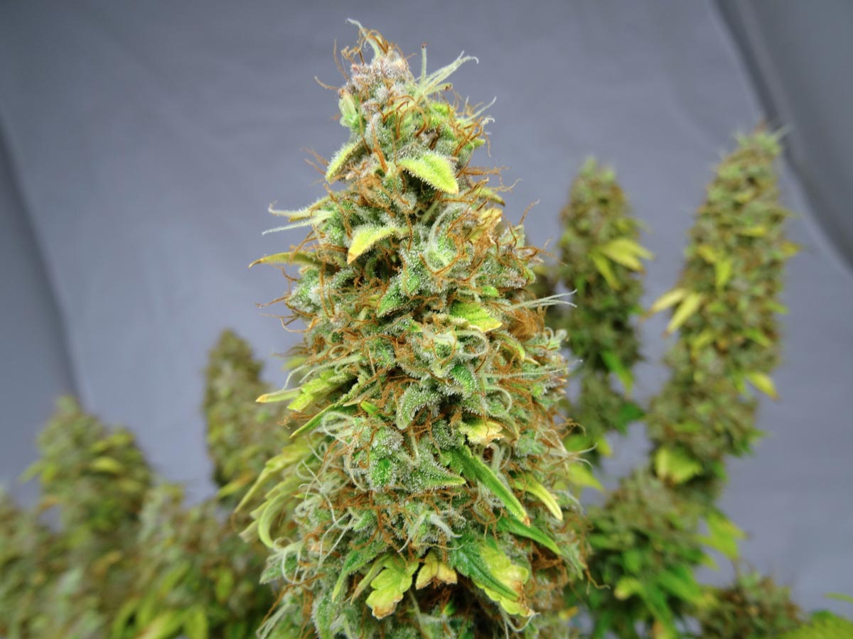 When and how to harvest Marijuana for keeping the good stuff - Tech Preview