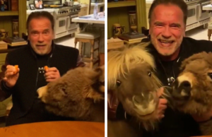 Arnold Schwarzenegger pets - Tech Preview