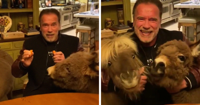 Arnold Schwarzenegger pets - Tech Preview