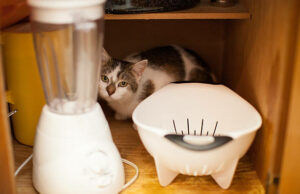 VIRAL: Cat In Blender Video Twitter - Tech Preview