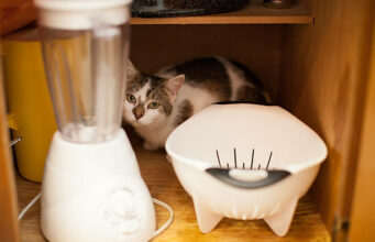 VIRAL: Cat In Blender Video Twitter - Tech Preview