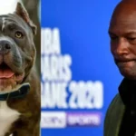 What did Michael Jordan do to the Dog: Controversial TikTok Trend-Tech Preview