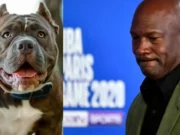 What did Michael Jordan do to the Dog: Controversial TikTok Trend-Tech Preview