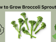 How to Grow Broccoli Sprouts- Tech Preview