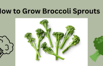 How to Grow Broccoli Sprouts- Tech Preview