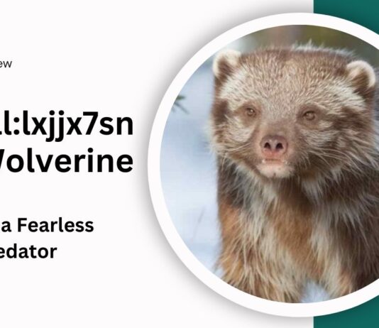 Animal:lxjjx7snyfs= Wolverine: Exploring the Life of a Fearless Predator
