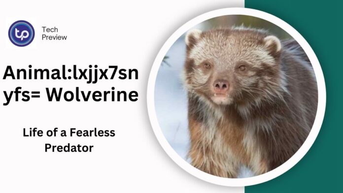Animal:lxjjx7snyfs= Wolverine: Exploring the Life of a Fearless Predator Animal:lxjjx7snyfs= Wolverine: Exploring the Life of a Fearless Predator